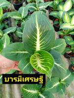 ต้นบารมีเศรษฐี ไม้มงคล อโกลนีมา ?ส่งเป็นต้น+พร้อมกระถาง5-6นิ้ว?