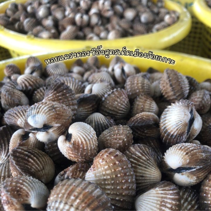หอยแครงดองซีอิ๊ว-สูตรเด็ดเมืองร้อยเกาะ