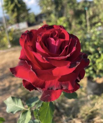 กุหลาบแดง กลีบซ้อนดอกใหม่ ในถุง 6 นิ้ว รากเดินดีพร้อมออกดอกทัน 14 กุมภาพันธ์ สวยเหมือนได้ฟรี พร้อมส่งวันต่อวัน