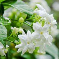 ต้นมะลิลา ใช้ร้อยมาลัย ลอยหน้าน้ำอบ น้ำหอม ดอกหอม ? Arabian Jasmine กระถาง 5 นิ้ว ออกดอกตลอดทั้งปี ไม้เเดด☀️