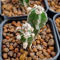 Astrophytum myriostigma
แอสโตรไฟตัม ไมริโอสติกมา