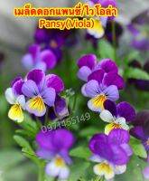 เมล็ดดอกแพนซี่/ไวโอล่า/ดอกหน้าแมว 50 เมล็ด Pansy(Viola) เมล็ดนำเข้า