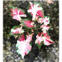 พรหมพิมาน นิยมมาก??บอนเก่าน่าสะสม บอนสี Caladium จัดส่งทั้งกระถาง