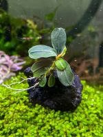 Bucephalandra Kedagang Round Mini