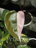 ฟิโลเดนดรอน พิงค์ปริ๊นเซส Philodendron pink princess ?Pink Princess ?เจ้าหญิงสีชมพู?ด่างชมพูทุกต้น?กระถางสีขาว5.5นิ้วมีถาดรอง ฟอร์มสวยมาก ราคาถูกและดี "?แพคดีส่งไว