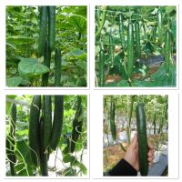 เมล็ดพันธุ์ แตงกวาญี่ปุ่น โรเบอร์โต้ (Cucumber Roberto Seed) บรรจุ 60 เมล็ด ทนร้อนได้ดี ผิวสีเขียวเข้ม ทรงสวย