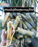 อ้อยคั้นน้ำสุพรรณบุรี50 ลำใหญ่ (1ท่อนมี2ตา) #อ้อยอินทรีย์