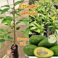 ต้นอะโวคาโด เสียบยอด Ettinger (เอตทิงเกอร์) แท้ ต้นกล้าพร้อมปลูก สูง50-70ซม.✅