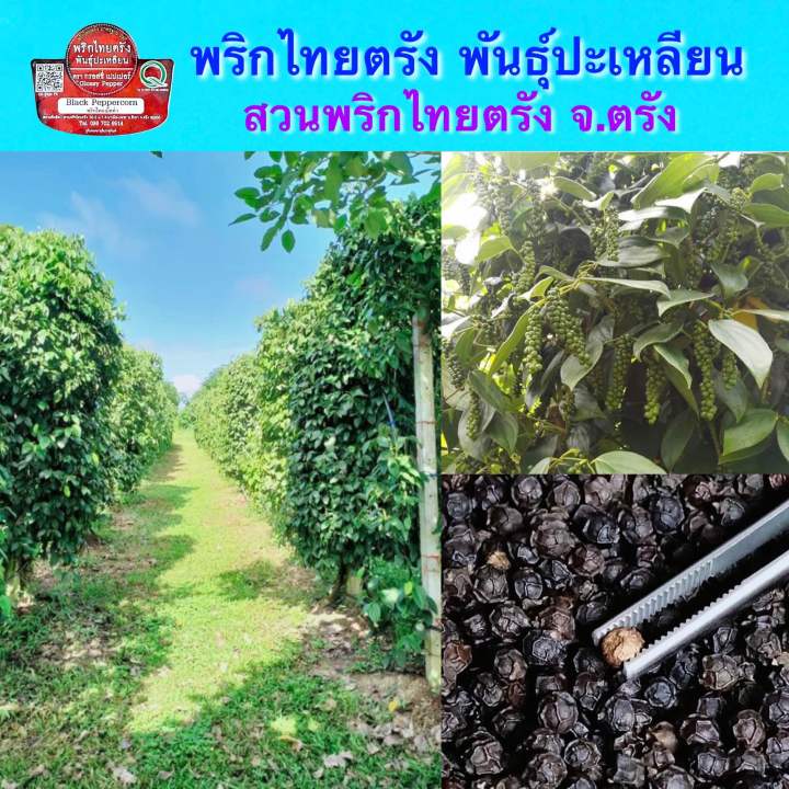 พริกไทยดำชนิดเม็ด-พันธุ์ปะเหลียน-สวนพริกไทยตรัง-สวนกิตติ-ขวดบด-70-กรัม