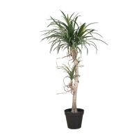 Dracaena marginata tree 130CM- ต้นดราแคน่า ต้นไม้ปลอม ต้นไม้ประดิษฐ์เกรดพรีเมี่ยม ต้นไม้สวย ตกแต่งบ้าน ตกแต่งสำนักงาน ตกแต่งคอนโด Premium Artificial Plant