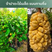 ต้นกล้าจำปาดะไร้เมล็ดทาบกิ่งสูง 60-70cm