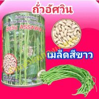 เมล็ดพันธุ์ถั่วฝักยาว อัศวิน ASSAWIN 9 ขนาด100กรัม ตราภูเขาทอง(ส่งฟรี)