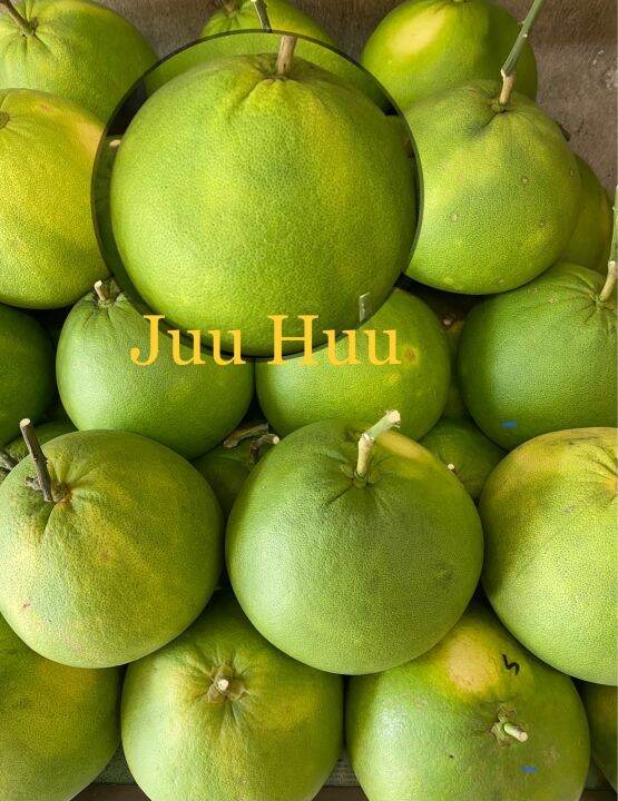 Limau Bali Manis Sweet ( POMELO ) dari Tambun, Ipoh , Perak . Lazada