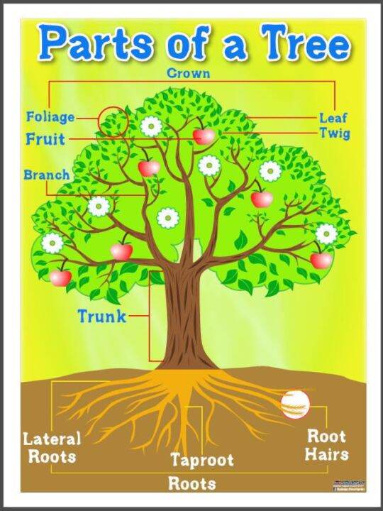 EDUCATIONAL POSTER TARPAULIN PARTS OF A TREE 45X60CM | Lazada PH