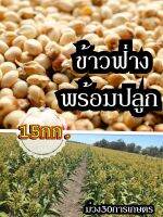 ✅ ข้าวฟ่าง 15 กิโลกรัม #พร้อมปลูก (รับประกันการงอก) #Millet