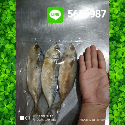 ปลาทูหอม ปลาทูแม่กลอง ขนาดใหญ่ 3 ตัว น้ำหนักประมาณ 3-4ขีด