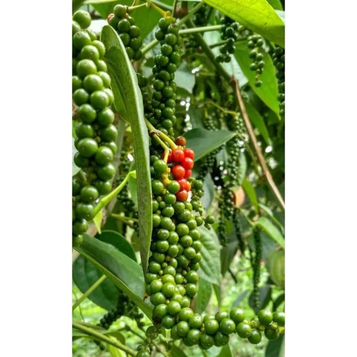 Pokok lada hitam local | Lazada