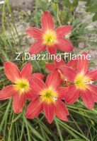 ดอกบัวดินdallzing flame สีแดงสด 5หัว100บาท