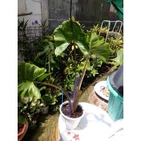 บอนหางกระเบน Alocasia stinggray สูง&amp;gt;30ซม. &amp;gt;2ใบ ในกระถางคละสี&amp;gt;6นิ้ว