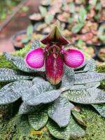 Paphiopedilum rungsuriyanum