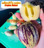 เมล็ดเปปิโน เมล่อน(Pepino Melon) / มะเขือหวาน 50 เมล็ด ผลไม้เพื่อสุขภาพ  เมล็ดพันธุ์แท้นำเข้า