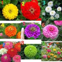 เมล็ดพันธุ์ ดอกบานชื่น บานชื่นซ้อน (Zinnia Seed ) บรรจุ 20 เมล็ด