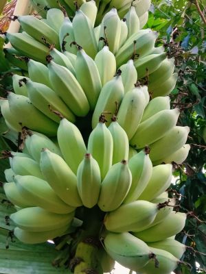 หน่อกล้วยน้ำหว้ามะลิอ่อง ลูกใหญ่ ชุด 10-20ต้น สุดคุ้ม