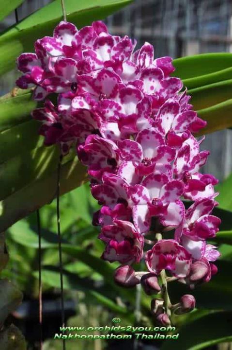 ต้นกล้วยไม้ตระกูลช้างดอกคละสี-กลิ่นหอมมาก-rhynchostylis-gigiantea