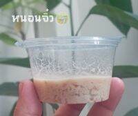 (ซื้อ 4 แถมฟรี 1) หนอนจิ๋วอนุบาลลูกปลาแรกเกิด microworms สำหรับลูกปลาแรกเกิด ปลากัด ปลาหางนกยูง