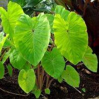 Colocasiananciana บอนเขียว หรือบอนโคโรคาเซีย ( ส่งหัวรากแบบตัดใบ)