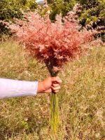 เมล็ดดอกหญ้าสีชมพู พิงค์มูลลี่ (Pink Muhly Grass)  ถุงละ 100.- บรรจุประมาณ 500+ เม็ด/ถุง