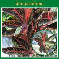 บัลลังก์ทับทิม (Aglaonema pride of sumatra) อโกนีมาพันธุ์หายาก ต้นไม้มงคล ไม้ประดับตกแต่งสวน ส่งพร้อมกระถาง