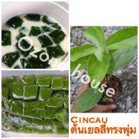 ต้นเยลลี่Cincau ทรงพุ่ม ใบทำวุ้นประโยชน์สูง ไซส์25cm+-