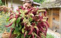 เมล็ดพันธุ์ผักโขม 3 สี ริโอ แซน ลอเรนโซ่ (Rio San Lorenzo Amaranthus Seed) บรรจุ 200 เมล็ด ของแท้ คุณภาพดี ราคาถูก นำเข้าจากต่างประเทศ