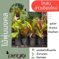 โกสนสาวเชียงใหม่ ไม้มงคล ถุง4” ขนาด 15-20 CM (สั่งขั้นต่ำ 5 ต้น คละได้)