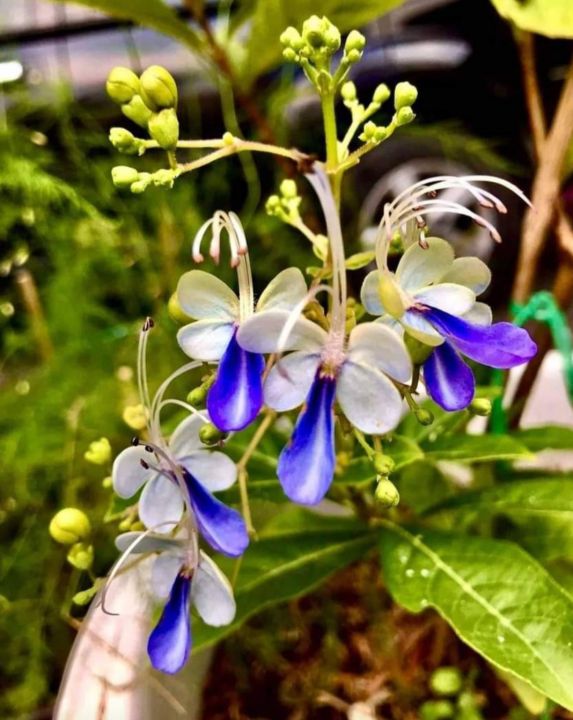 ดอกผีเสื้อแสนสวย-batterfly-blue-ดอก-สีฟ้าอ่อนจนแทบขาว-เดอกบานออกมาจะเหมือนผีเสื้อ