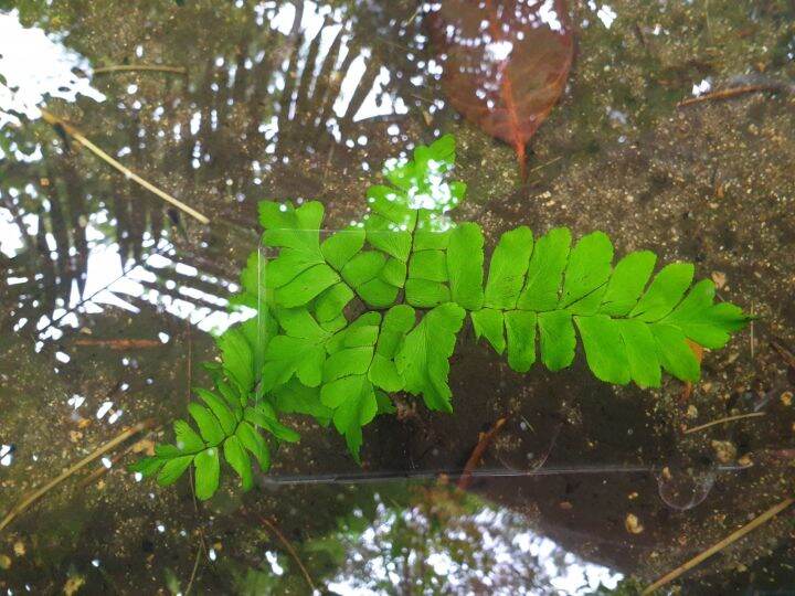 Aquatic live plant Lazada