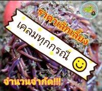 ไส้เดือน BLUEWORM ราคาเลิกเลี้ยง !!! **ฟรี!!!คู่มือการเลี้ยงไส้เดือนและเทคนิคต่างๆ