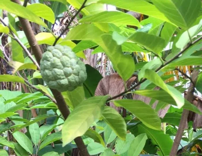 atis fruit | Lazada PH