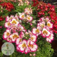 เมล็ดพันธุ์ ชิซานตัส 300 เมล็ด Schizanthus Pinnatus