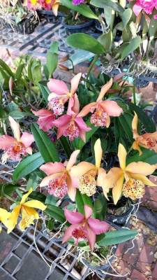 แคทลียา CopperQueen คอปเปอร์ควีน แคทเปลี่ยนสีได้ ให้ดอกบ่อย ลักษณะต้นเล็กกว่าแคทอื่น กระถาง3"ครึ่ง ต้นไม่ติดดอก ขนาดต้นให้ดอกได้แล้วค่ะ