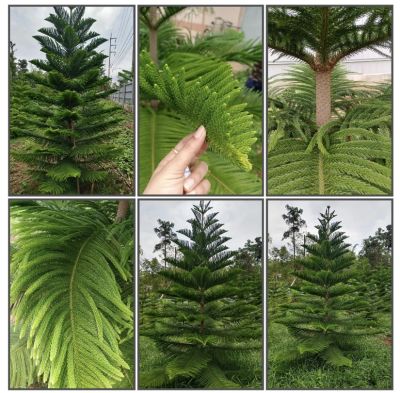 ต้นสนฉัตร (Norfolk island pine)🌲 สูง 10-15 ซม. ถุงขนาด 2 นิ้ว พร้อมลงดินได้เลยย ปลูกง่าย โตเร็ว ทนแล้ง ทนฝน