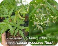 สะเดาอินเดีย?คีนิน?ควินิน?ควินนิน(Indian Margosa Tree)