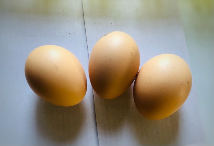 ไข่เชื้อ-ไข่ไก่โร๊ดไอส์แลนด์เรด-รับประกันเชื้อ-ซื้อ-5-แถม-2