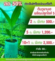 ต้นภูพานเฮ 5 ต้น 1200 บาท