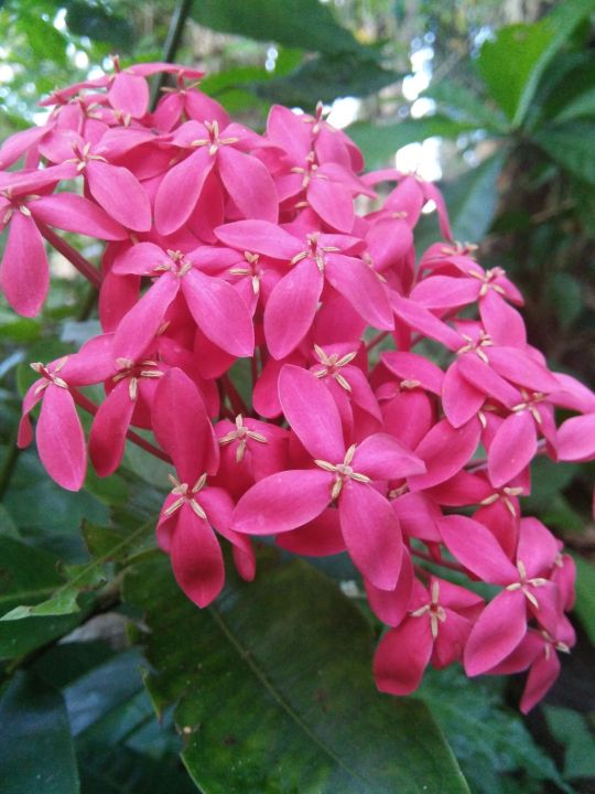 Santan Plant, Fully Rooted And Stable 