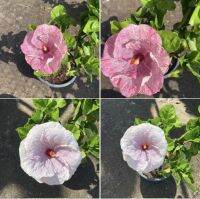 ต้นชบา สีม่วงอมชมพู แฟนชีดอกใหญ่ Hibiscus ชบาเปลี่ยนสี ชบาสองสี ชบาแฟนซี Robertas Giant Rainbow Hibiscus กลีบดอกสีสันสวยโดดเด่น ดอกชบานอก ต้นสูง 55-65 ซม จัดส่งพร้อมกระถาง 10 นิ้ว  ต้นแข็งแรง รากเยอะ เป็นไม้พุ่มเลี้ยงง่าย ออกดอกทั้งปี