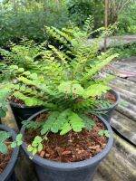 ต้นว่านธรณีสาร  Phyllanthus pulcher Wall. ex Müll.Arg.[