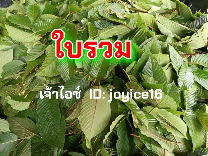 ใบกระท่อม-รวม-1-กิโล-คละใบรวม-ไม่เรียง-109-พร้อมส่ง