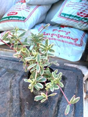 ชมพูทิพย์ หรือ คุณนายไฮโซด่าง กระถาง 3 นิ้ว ซื้อ 5️⃣ แถมฟรี1️⃣ ทุกๆ 5 กระถาง สีสวย ใบสวย ออกดอกบ่อย Portulaca Oleracea variegata ไม้อวบน้ำ ต้นไม้